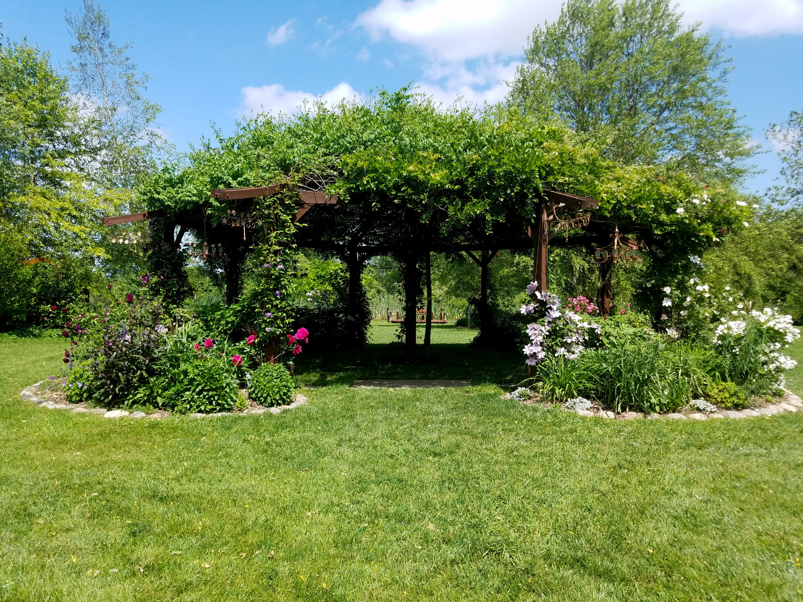 Clematis, Roses and Geranium in flower